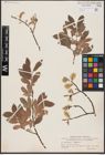 Foto von Salix aurita L. x Salix lapponum L.